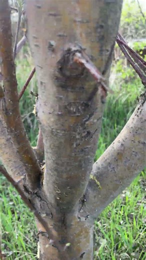 Trimming an Apple Tree Sapling by Hand