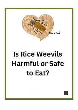 Is Rice Weevils Harmful or Safe to Eat?