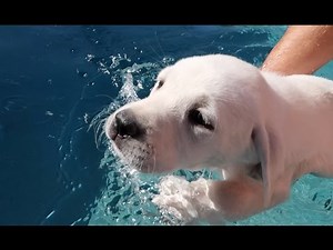 Labrador Gets Swimming Lessons