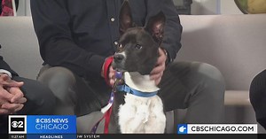Anderson Humane is in the CBS 2 Pet Rescue Spotlight