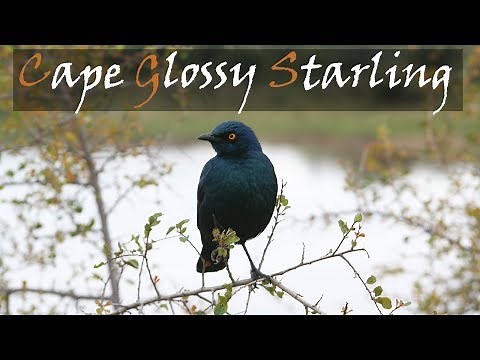 Cape Glossy Starling Bird Call - Common Kruger National Park Bird Calls | Stories Of The Kruger