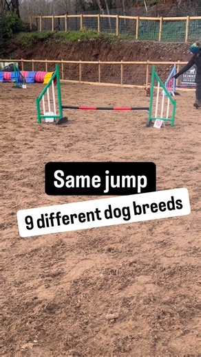 Same jump, 9 different dog breeds! 🐕 We have a huge range of dogs in our agility club, here are 9 that came to our fun course session this weekend. Want to try agility with your dog? We have upcoming beginners intake for both adults and children to try with their dogs! Visit perfectdogtraining.co.uk for more info! #agility #dogagility #doglovers #dogtraining #dogs | Perfect Dog Training and Behaviourist