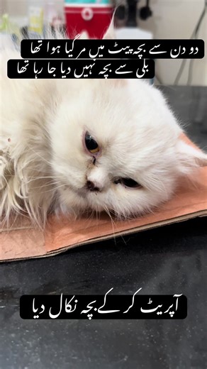 C-section in Cat. #foryou #foryoupage #fyp #viral #viralvideo