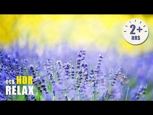 Stephen + More | Spring Relaxing Piano and Guitar with Bird Sounds | Ocb Relax
