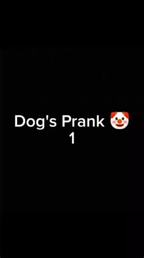 🤣Watch These Dogs Pranking Their Owners 🐶🐾 #funny #dogs #funnydogs #doglife #DogPranks #DogFails