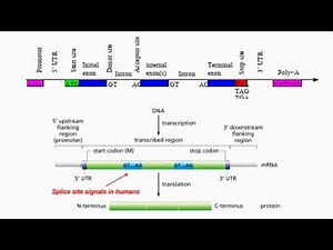Gene Structure in Eukaryotes