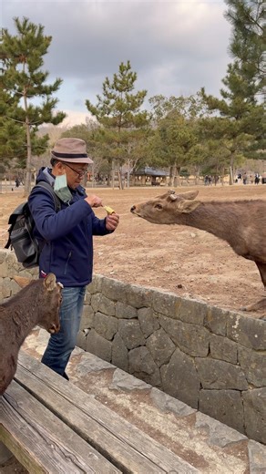 日本で一番癒しをもらえる旅🦌💕｜奈良公園の鹿 in Japan Nara Park