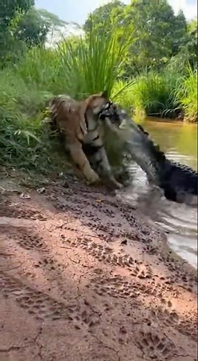 Tiger vs Crocodile Who Wins This Wild Battle?