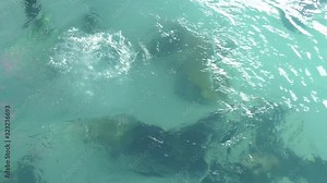 Two divers are trained in the pool. Learning to Scuba Dive in a Swimming Pool. Discovery scuba diving course in deep pool