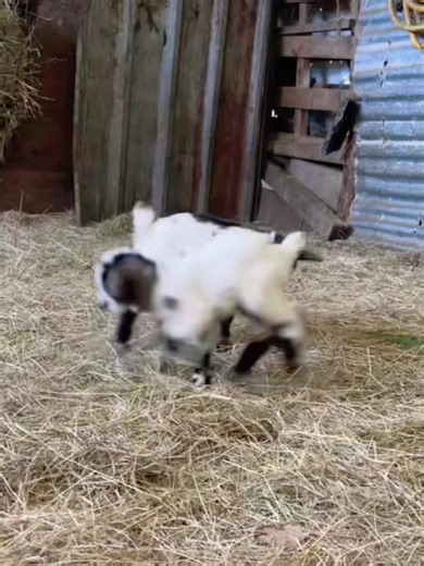 So cute so happy#funnyanimals #babygoat #cuteanimals #goat | Funny Animals