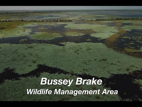 Bussey Brake Opening