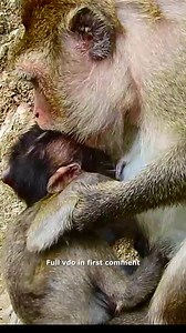 Heartbreaking! Poor Baby Monkey Cries Hungrily and Convulsively as Mum Stops Nursing 🥲 Check full vido in first comment | Cute monkey family