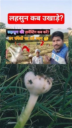 #shorts Right time and right way to uproot garlic 🧄 garlic harvesting tips 🧄