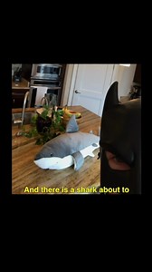 Isn't Shark Week over? | Batdad