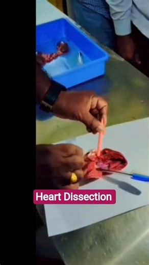 #Heart dissection ##school #biology #laboratory #viral#creator search2.0