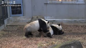 上野動物園：パンダの交尾確認…４年ぶり
