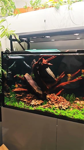 #aquarium #fishkeeping #akwarystyka #rybaszenko #aquarius #scalar #manacapuru #skalar #akwarium