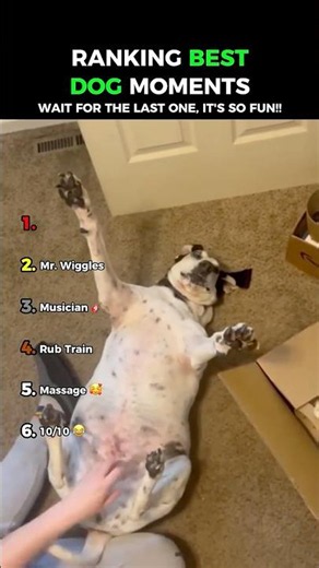 Dogs Love Rubs: Dogs Being Idiots Part 259 😂😂