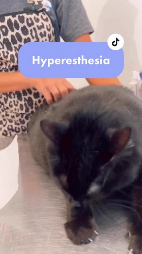 Understanding Hyperesthesia in Cats: Causes and Behaviors