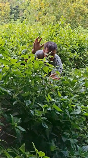 Catching parakeets #shortsvideo #birds #explore