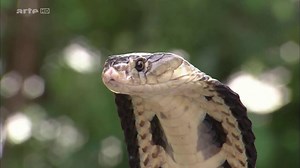 Documentaire | Le monde mystérieux des serpents