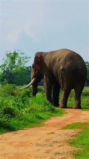 Protect Elephants #tusker #elephant #majestic