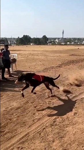 Greyhound Hits INSANE Speed at the Finish Line! 🏁🐕 #dogs #greyhound #dogracing #irishgreyhounds