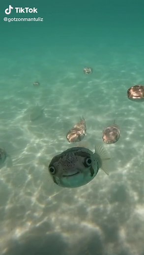 😂🙌🏼🐟 #funny #funnyvideos #fish | Fish