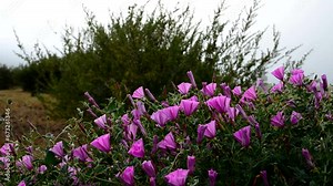 Beautiful pink Morning glory or Convolvulus althaeoides flowers growing on volcanic stones background in Tenerife,Canary Islands,Spain.