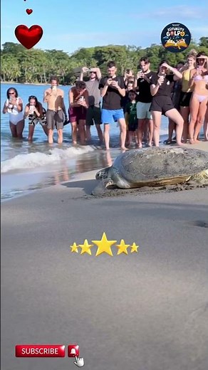 Incredible Turtle Rescue – People Save a Turtle Struggling for Life