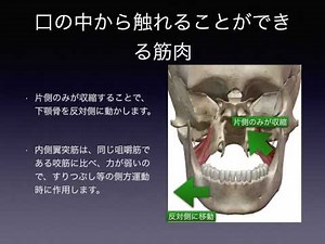 口の中から触れることができる筋肉