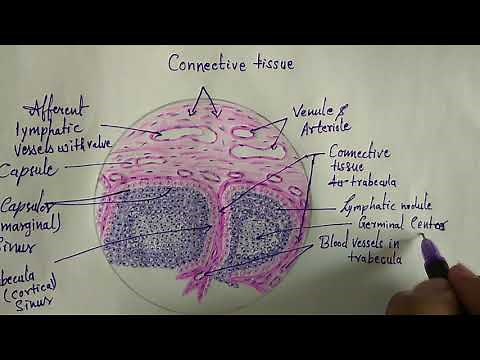 Histology of lymph node