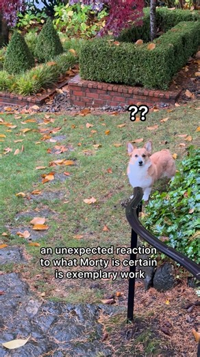 Maple and Morty on Instagram: "I found a real mouse in the yard and did my PERFECT Barn Hunt alert… and the hoomins did NOT clap. I am… *confoosed*"