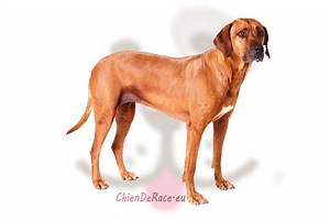 Le Rhodesian Ridgeback : caractère, qualités & défauts
