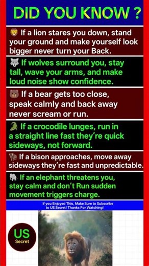 Wild Animal Survival Tricks You Must Know