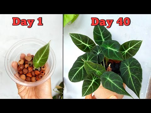 STEP-BY-STEP 2 BEST Ways to Propagate Alocasia Plant // Alocasia Plant Propagation Indoors