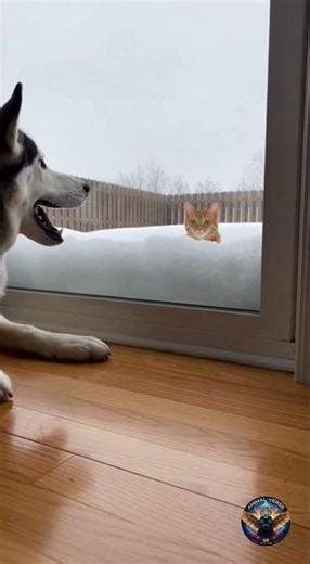 Husky Barks At Cat Peeking Over Snowbank
