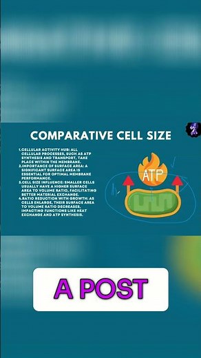 Golgi Apparatus: Cellular UPS & Essential Functions Explained