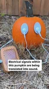 Meet the musical pumpkin! 🎶🎃 With electrodes placed just right, it looks like a little orange