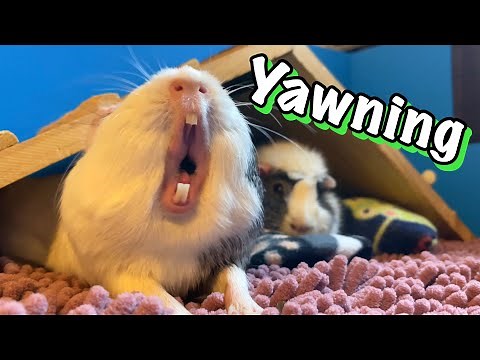 Guinea Pig Yawning Compilation!