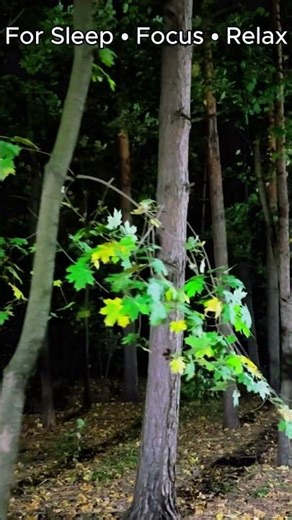 Wind in Pine Trees 🌲 Nature's White Noise for Sleep