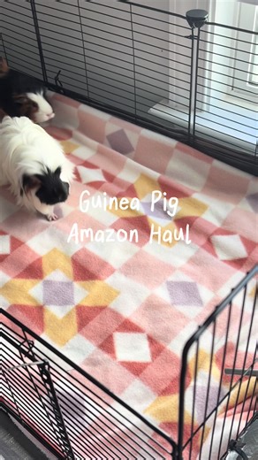 Guinea Pig Amazon Haul: Must-Have Supplies