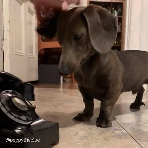 1M views · 50K reactions | Show someone this adorable dog to make their day!  Credit: @peppytheblue on Instagram | VT | Facebook