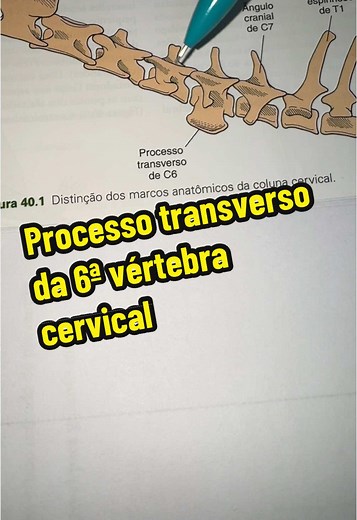 Anatomia da 6ª Vértebra Cervical em Cães e Gatos