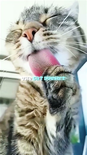 A Cat's Tongue Is Like SANDPAPER… But Why Doesn't It Hurt You