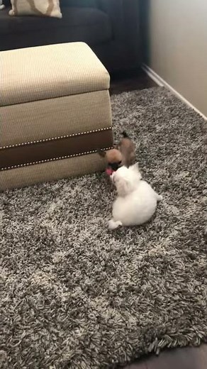 Teacup chihuahua puppies playing 🐶