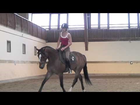 Galop 1: Savoir galoper assis ou en équilibre