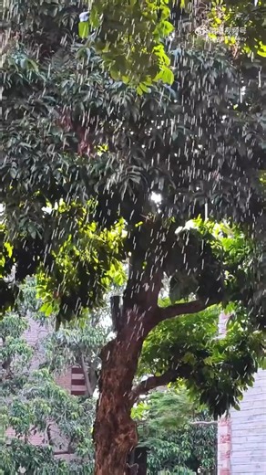 126K views · 645 reactions | Rain? Not quite — it’s #cicada pee season.☔練 Walk under a tree, and you might just get a surprise shower. #nature #insect #summer | Shanghai Daily 上海日报 | Facebook