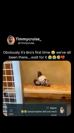Timmycruise on Instagram: "This hilarious video captures a pair of pigeons in what appears to be a comically failed mating attempt. The male pigeon repeatedly tries to mount the female but keeps slipping off, losing balance, and tumbling awkwardly—almost like he's too eager or inexperienced. Each time, the female seems patient at first, giving him another shot, but eventually struts away, leaving him looking dejected. The overlaid comment "Even bro felt embarrassed " from @ ecojod perfectly capt