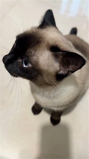 Unbeatable adorable black cat meows: Discover the Siamese feline's daily vocal adventures